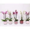 Outlet Plantiflor Schmetterlingsorchidee 3-Triebe Topf- Durchmesser 12 cm