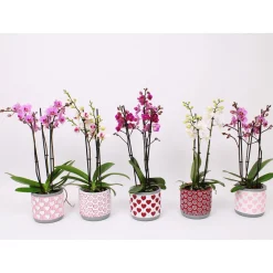 Outlet Plantiflor Schmetterlingsorchidee 3-Triebe Topf- Durchmesser 12 cm