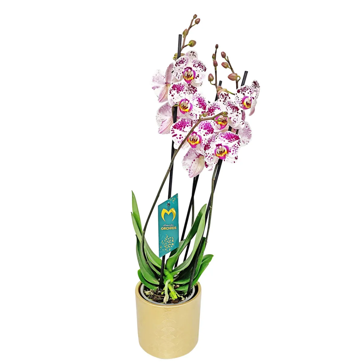 Plantiflor Schmetterlingsorchidee in Keramik Topf- Durchmesser 12 cm
