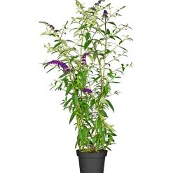 Outlet Plantiflor Schmetterlingsstrauch im Topf Durchmesser 19 cm