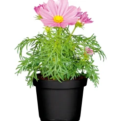 Best Plantiflor Schmuckkörbchen Topf Durchmesser 13 cm
