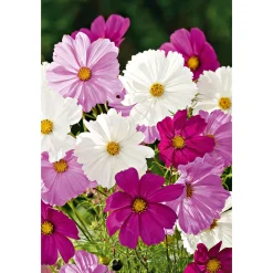Best Plantiflor Schmuckkörbchen Topf Durchmesser 13 cm