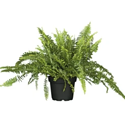 Clearance Plantiflor Schwertfarn 35-40 cm T12/13