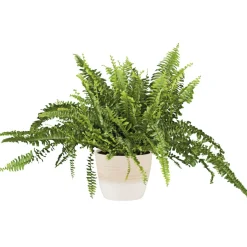 Clearance Plantiflor Schwertfarn 35-40 cm T12/13