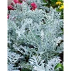 New Plantiflor Silberblatt Topf Durchmesser 9 cm