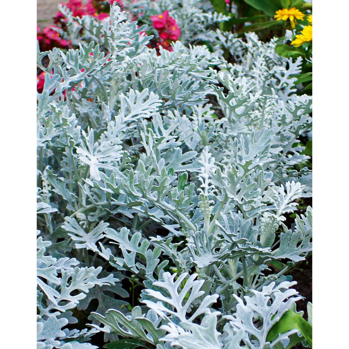New Plantiflor Silberblatt Topf Durchmesser 9 cm
