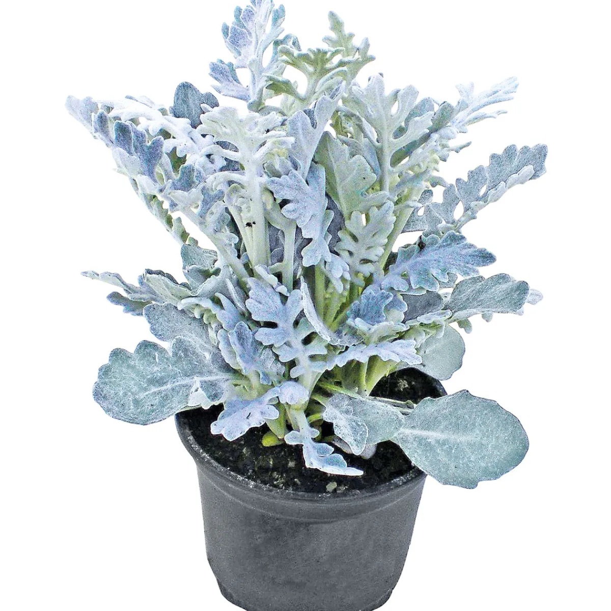 New Plantiflor Silberblatt Topf Durchmesser 9 cm