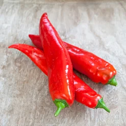 Discount Plantiflor Snackpaprika plastikfrei Topf 12 cm