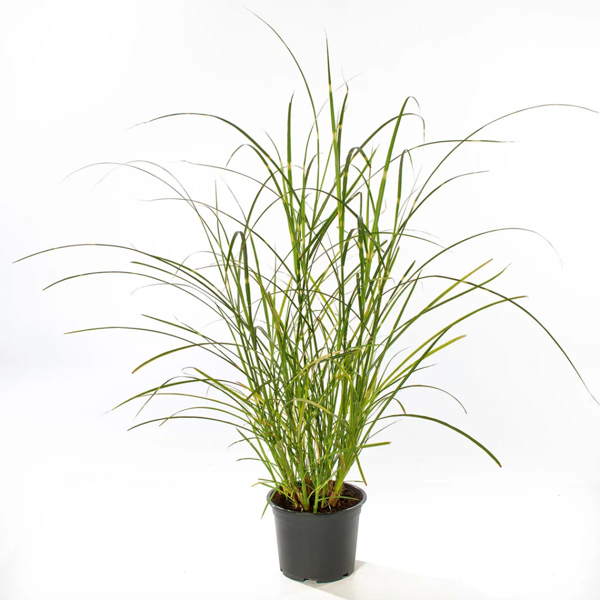 Discount Plantiflor Solitär-Gräser Topf Durchmesser 23 cm