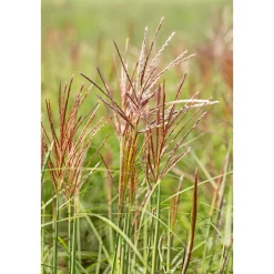 Discount Plantiflor Solitär-Gräser Topf Durchmesser 23 cm