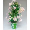 Discount Plantiflor Sommerjasmin Pyramide Topf Durchmesser 19 cm