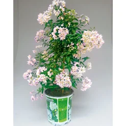 Discount Plantiflor Sommerjasmin Pyramide Topf Durchmesser 19 cm