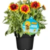 Hot Plantiflor Stauden-Mix Biene Maja Topf- Durchmesser 13 cm