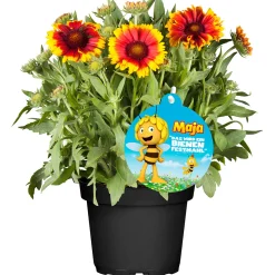 Hot Plantiflor Stauden-Mix Biene Maja Topf- Durchmesser 13 cm