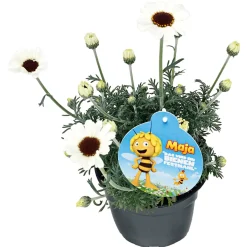 Hot Plantiflor Stauden-Mix Biene Maja Topf- Durchmesser 13 cm
