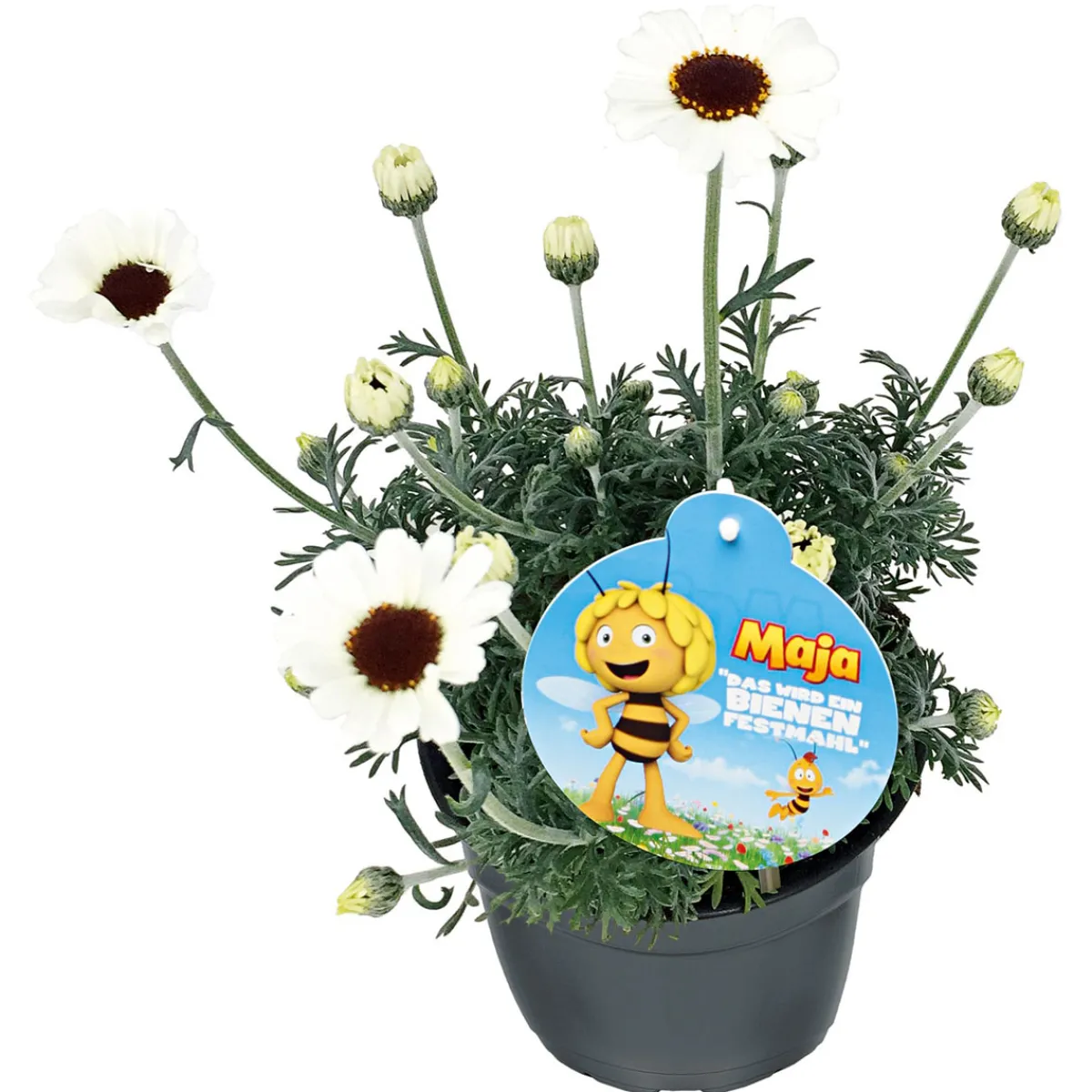 Hot Plantiflor Stauden-Mix Biene Maja Topf- Durchmesser 13 cm