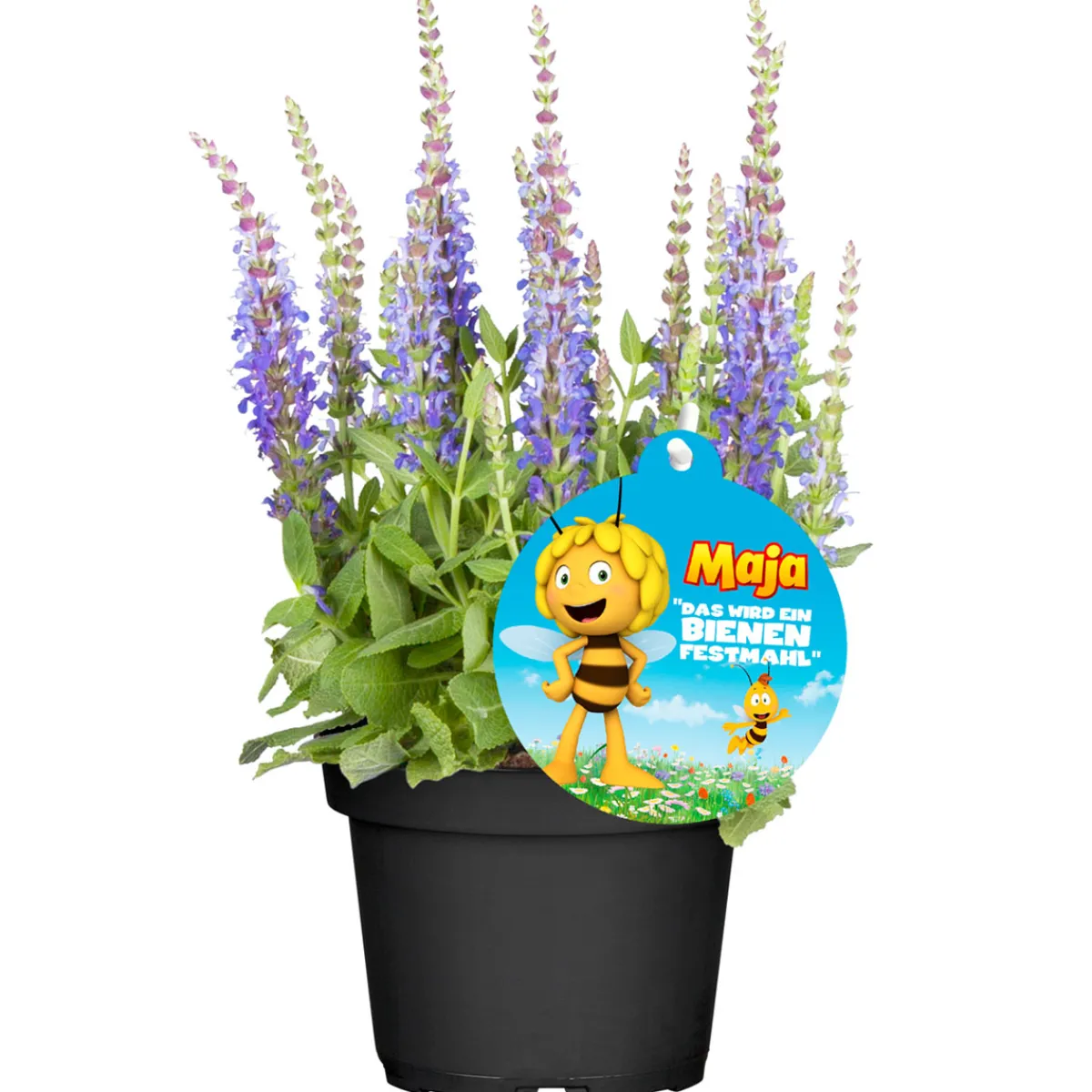 Hot Plantiflor Stauden-Mix Biene Maja Topf- Durchmesser 13 cm