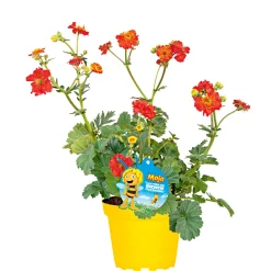 Hot Plantiflor Stauden-Mix Biene Maja Topf- Durchmesser 13 cm