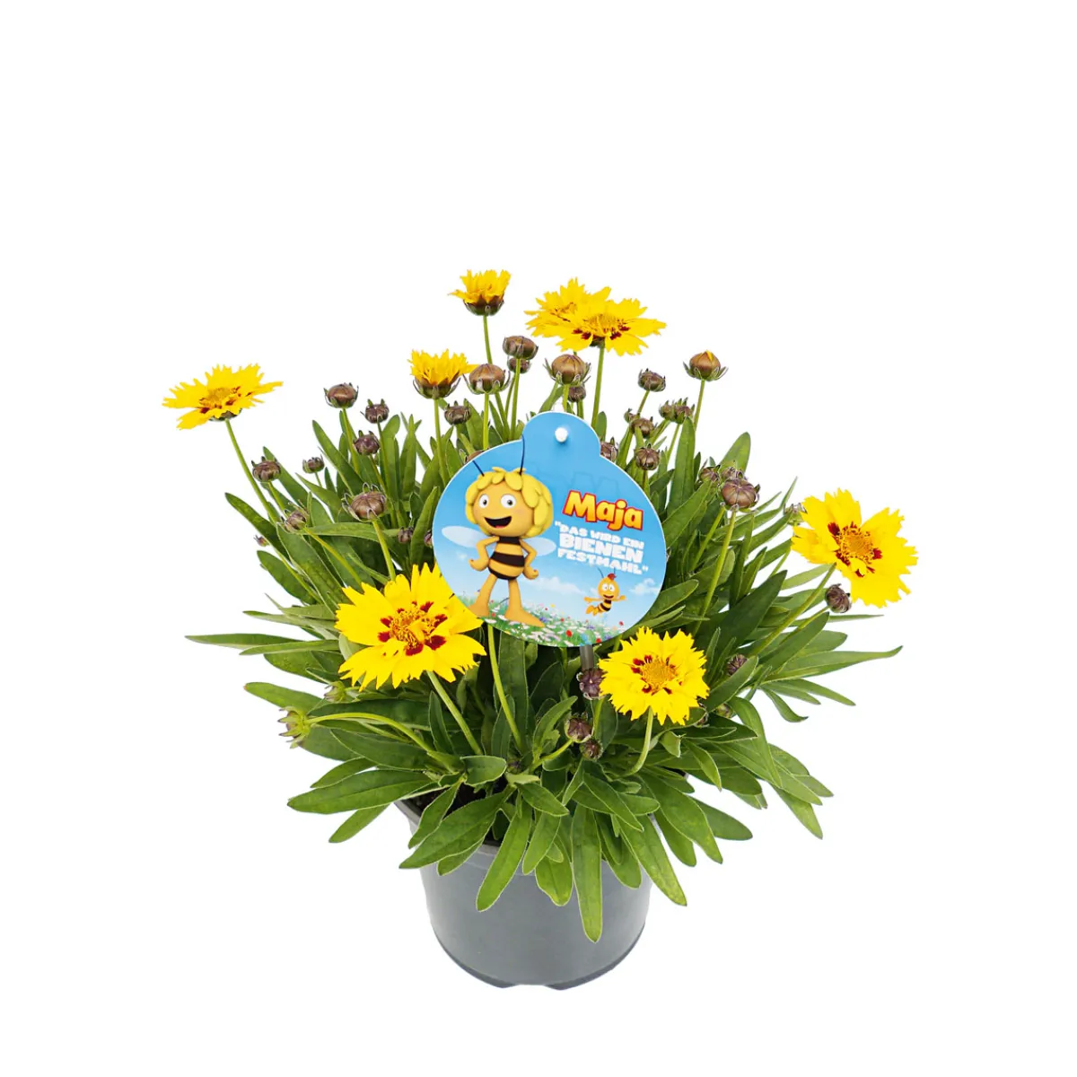 Hot Plantiflor Stauden-Mix Biene Maja Topf- Durchmesser 13 cm