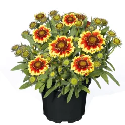 Sale Plantiflor Stauden Topf- Durchmesser 17 cm