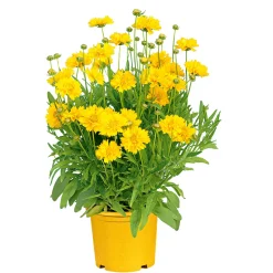 Sale Plantiflor Stauden Topf- Durchmesser 17 cm