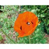 Sale Plantiflor Staude P19 verschiedene Sorten