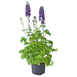 Sale Plantiflor Staude P19 verschiedene Sorten