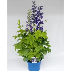 Sale Plantiflor Staude P19 verschiedene Sorten