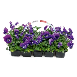 Discount Plantiflor Stiefmütterchen 10er-Pack