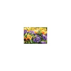 Discount Plantiflor Stiefmütterchen 10er-Pack