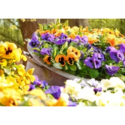 Best Plantiflor Stiefmütterchen Topf Durchmesser 9 cm