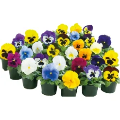 Best Plantiflor Stiefmütterchen Topf Durchmesser 9 cm