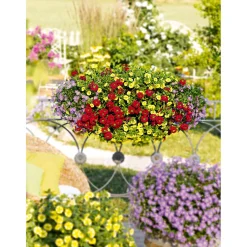 Outlet Plantiflor Verbene Temari weiß und rosa/rot T10,5