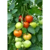 Hot Plantiflor Veredelte Salattomate Topf Durchmesser 12 cm