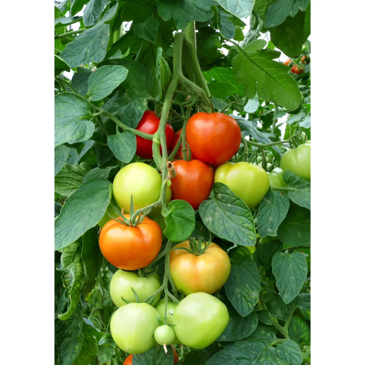 Hot Plantiflor Veredelte Salattomate Topf Durchmesser 12 cm