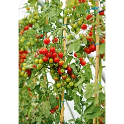Hot Plantiflor Veredelte Salattomate Topf Durchmesser 12 cm