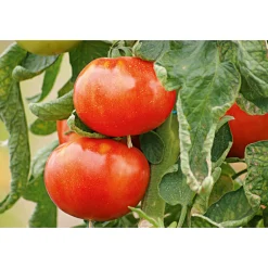 Hot Plantiflor Veredelte Salattomate Topf Durchmesser 12 cm