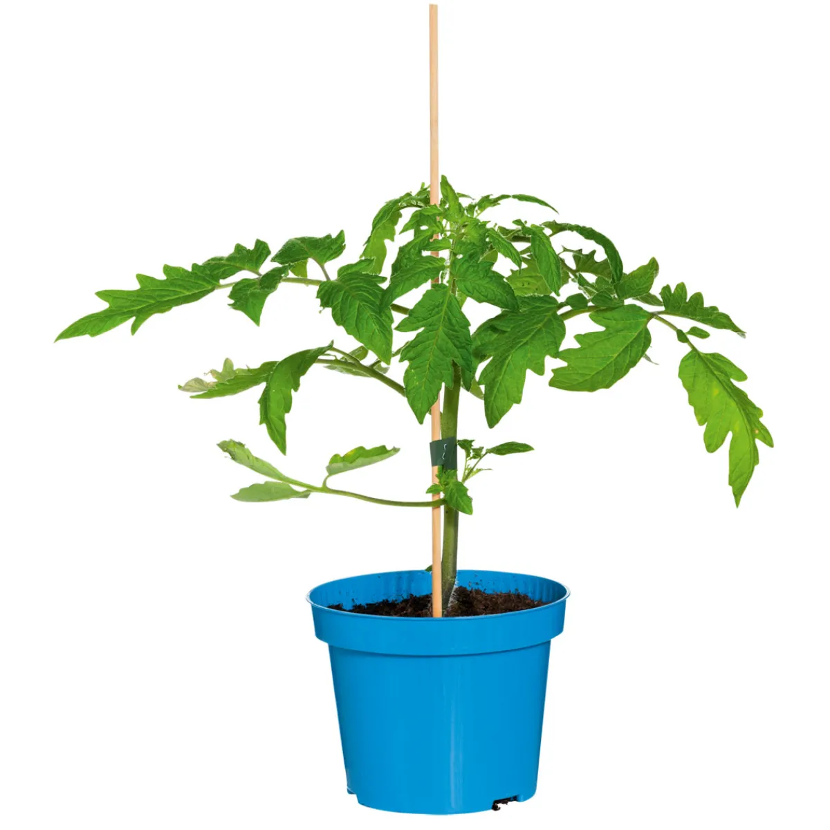 Hot Plantiflor Veredelte Salattomate Topf Durchmesser 12 cm