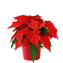 Discount Plantiflor Weihnachtsstern Euphorbia pulcherrima Midi