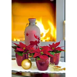 Discount Plantiflor Weihnachtsstern Mini