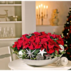 Discount Plantiflor Weihnachtsstern Mini