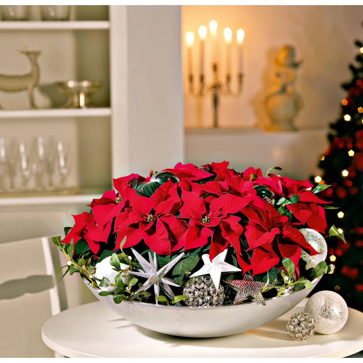 Discount Plantiflor Weihnachtsstern Mini