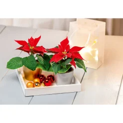 Discount Plantiflor Weihnachtsstern Mini