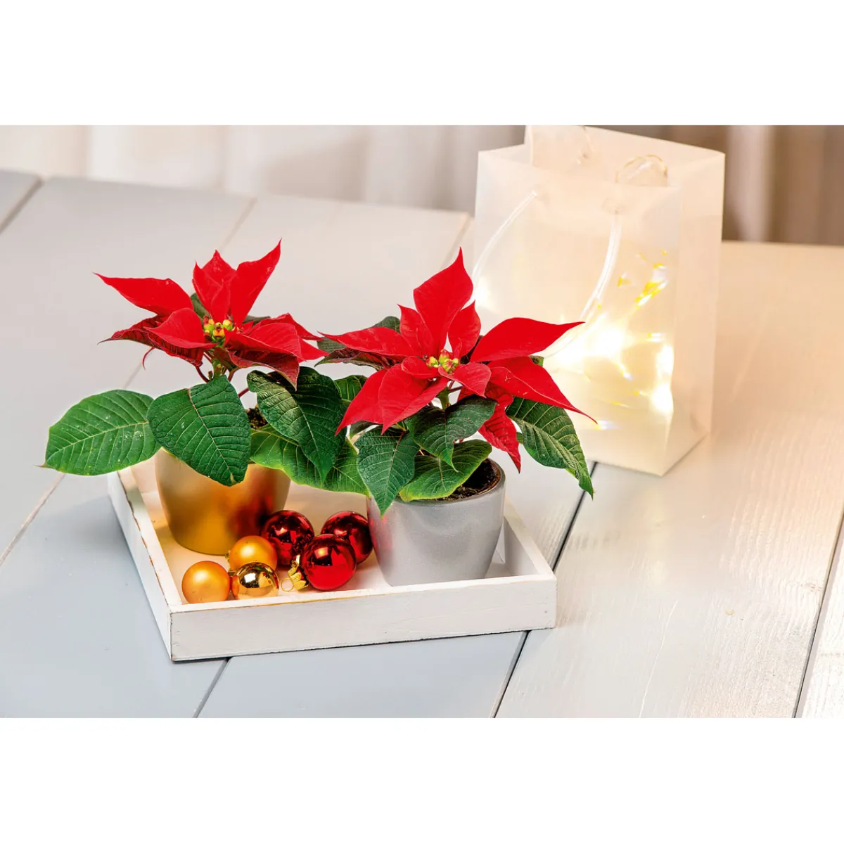 Discount Plantiflor Weihnachtsstern Mini