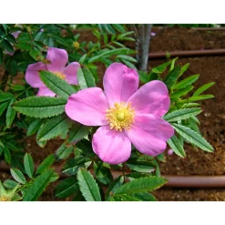 Online Plantiflor Wildrose Biene Maja Topf Durchmesser 17 cm