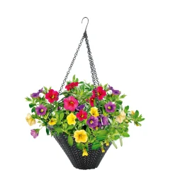 Clearance Plantiflor Zauberglöckchen Ampel mehrfarbig Topf Durchmesser 25 cm