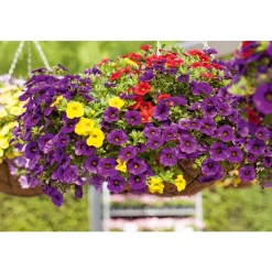 Clearance Plantiflor Zauberglöckchen Ampel mehrfarbig Topf Durchmesser 25 cm