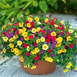 Hot Plantiflor Zauberglöckchen dreifarbig Topf Durchmesser 12 cm