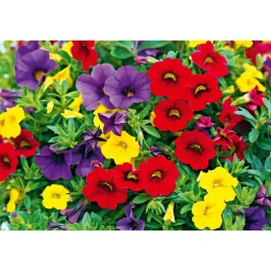 Hot Plantiflor Zauberglöckchen dreifarbig Topf Durchmesser 12 cm