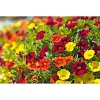 Sale Plantiflor Zauberglöckchen, Topf Ø 13 cm